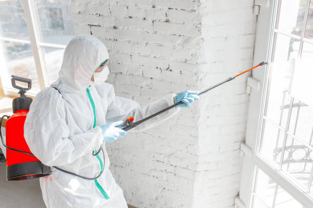 Why You Should Choose Our Mold Remediation Services in Mount Airy, MD